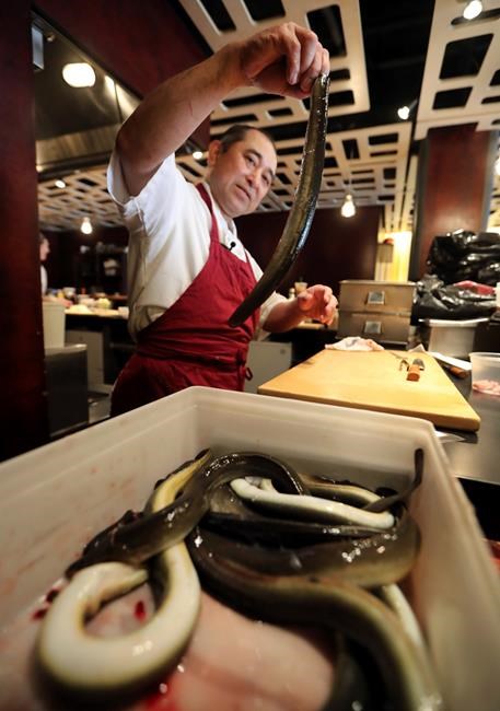 Poached eels: US strikes at illegal harvests as value grows | iNFOnews.ca Poached eels: US strikes at illegal harvests as value grows | iNFOnews.ca
