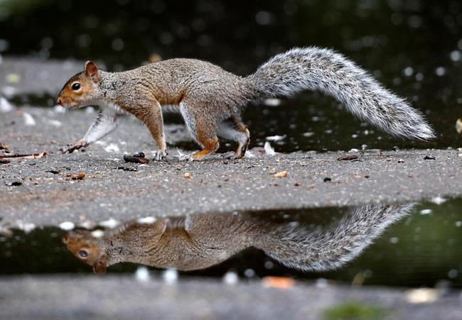 Huge squirrel population chomps crops, driving farmers nuts | iNFOnews.ca