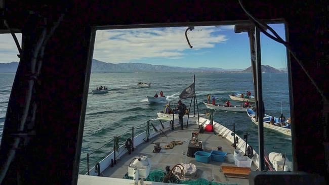 Fishermen attack Sea Shepherd vessel in Gulf of California | iNFOnews.ca