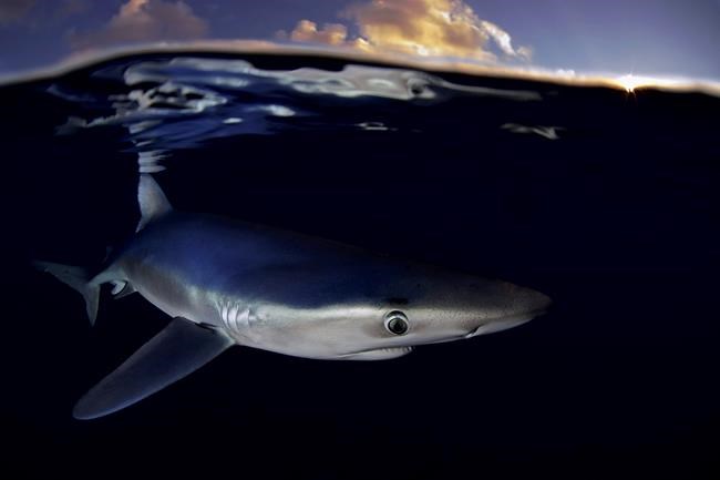 Greenpeace sounds alarm about North Atlantic shark fishing | iNFOnews.ca Greenpeace sounds alarm about North Atlantic shark fishing | iNFOnews.ca