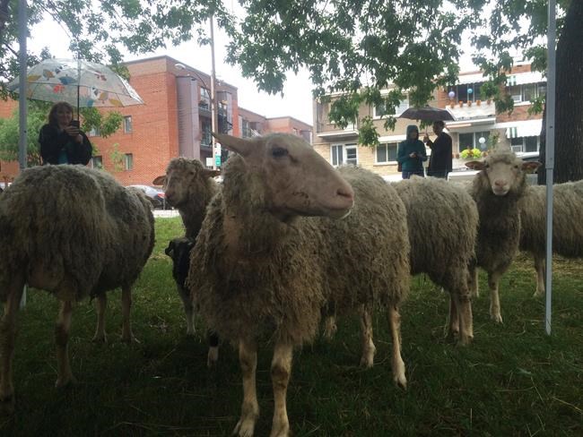 Flock of sheep take over landscaping duties in Montreal park for the summer | iNFOnews.ca Flock of sheep take over landscaping duties in Montreal park for the summer | iNFOnews.ca