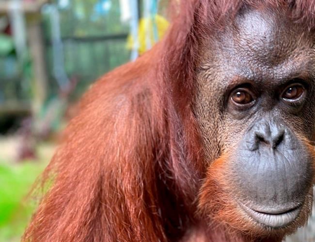 Orangutan granted 'personhood' settles into new Florida home | iNFOnews.ca