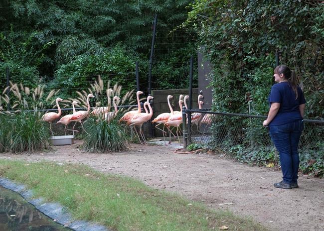 As people evacuate before hurricane, zoo animals move inside | iNFOnews.ca