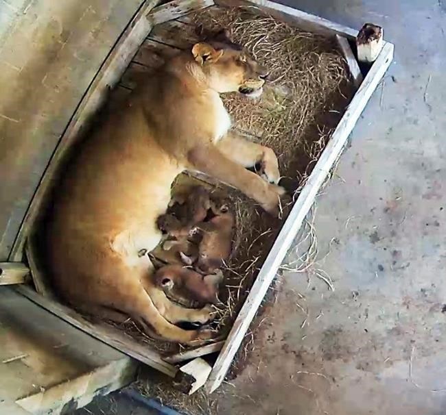 Florida zoo celebrates its first lion birth in 30 years | iNFOnews.ca Florida zoo celebrates its first lion birth in 30 years | iNFOnews.ca