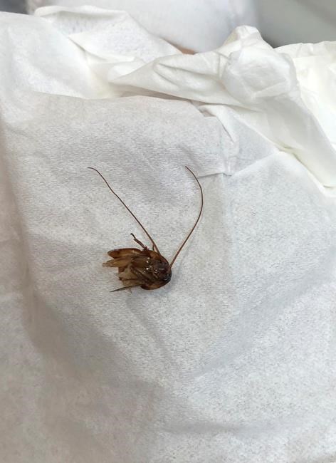 Florida woman's gruesome roach-in-ear tale goes viral | iNFOnews.ca