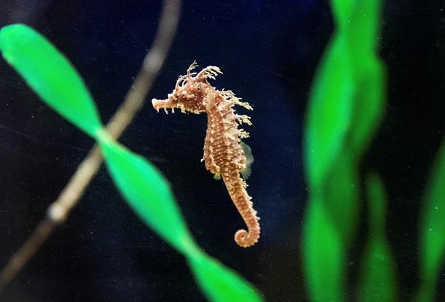 Rescued seahorse released into the wild in Florida | iNFOnews.ca