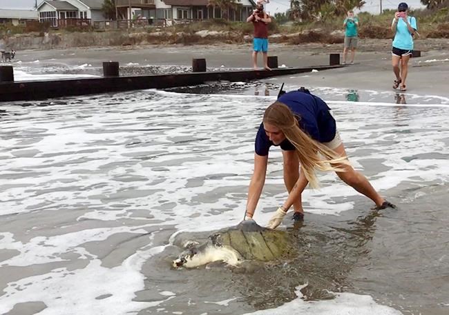 Turtle that swallowed fishing line released in ocean | iNFOnews.ca Turtle that swallowed fishing line released in ocean | iNFOnews.ca