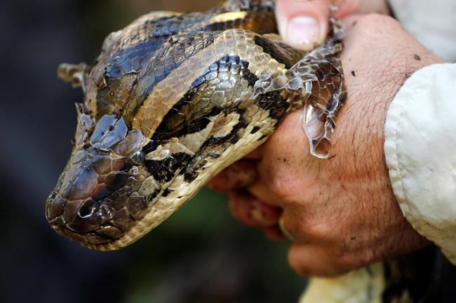 Miami Super Bowl organizers bring death to Burmese pythons | iNFOnews.ca