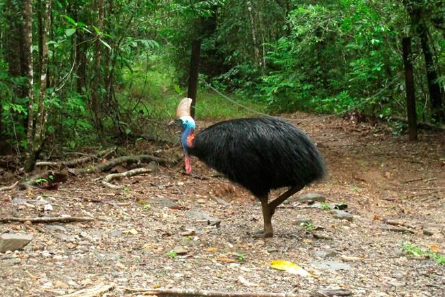 Large, exotic bird that killed Florida man to be auctioned | iNFOnews.ca Large, exotic bird that killed Florida man to be auctioned | iNFOnews.ca