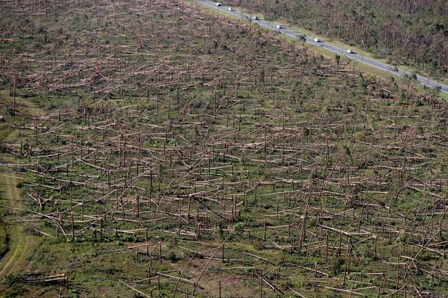 Florida timber farmers face tough choices year after Michael | iNFOnews.ca