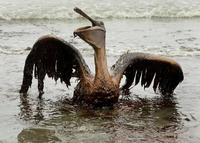 Wildlife group: Gulf oil spill still affecting wildlife | iNFOnews.ca