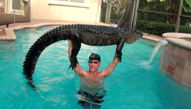 Trapper plays with 'gator until it tires, pulls it from pool | iNFOnews.ca