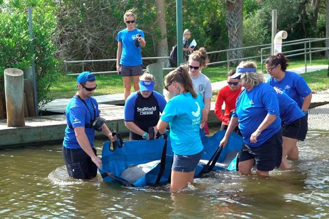 SeaWorld releases rescued manatee back into Florida waters | iNFOnews.ca