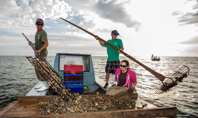 Florida shuts down bay known nationally for its oysters | iNFOnews.ca