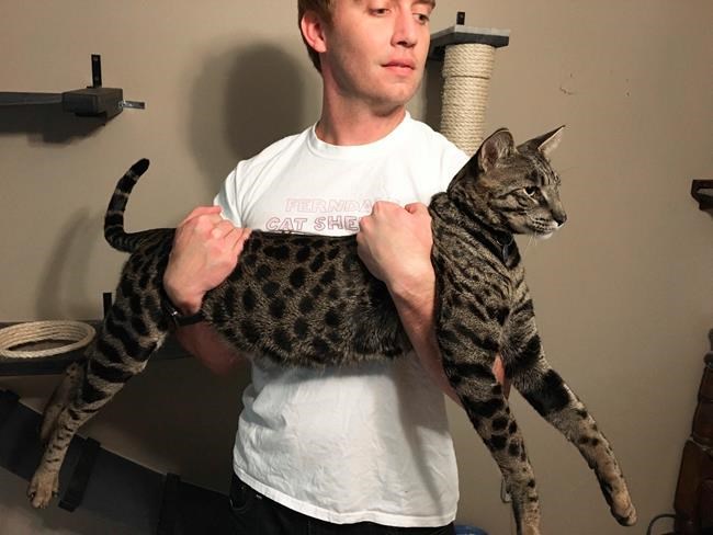 Owner says record-holding cats died in November house fire | iNFOnews.ca Owner says record-holding cats died in November house fire | iNFOnews.ca
