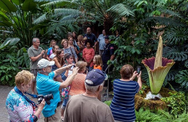 Stinky 'corpse flower' in full bloom at Michigan garden | iNFOnews.ca
