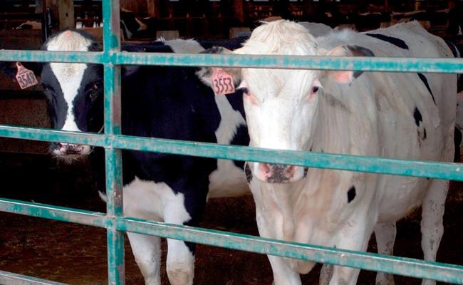 Dairy safety net program expected in June | iNFOnews.ca