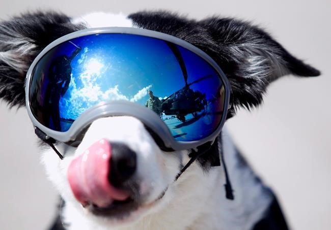 Michigan airport's goggle-wearing, wildlife-control dog dies | iNFOnews.ca Michigan airport's goggle-wearing, wildlife-control dog dies | iNFOnews.ca