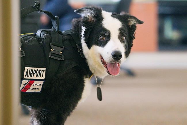 Memorial service held for beloved Michigan airport dog | iNFOnews.ca