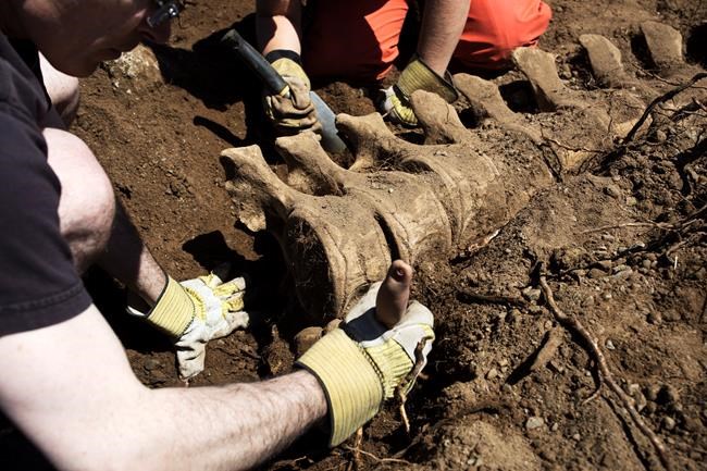 Grey whale buried at B.C. dump exhumed added to provincial museum's collection | iNFOnews.ca