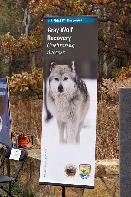 Groups fight to keep gray wolf protections for most of US | iNFOnews.ca Groups fight to keep gray wolf protections for most of US | iNFOnews.ca