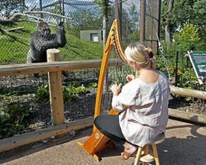 Harpist strums for gorillas, orangutans; finds appreciative audience at St. Paul zoo | iNFOnews.ca CP30033329