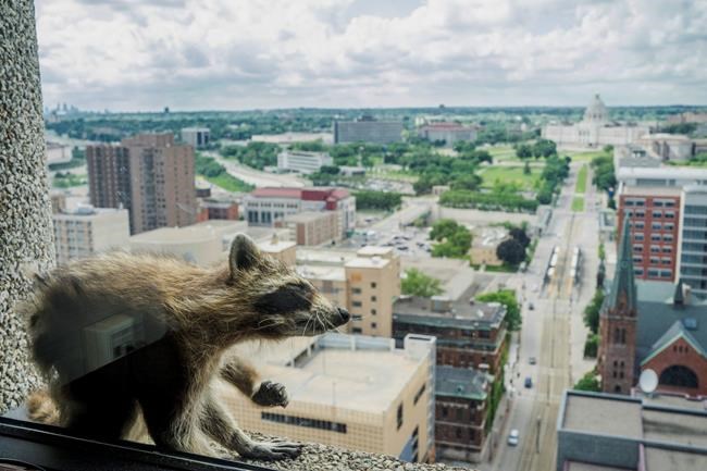 Correction: Stranded Raccoon story | iNFOnews.ca