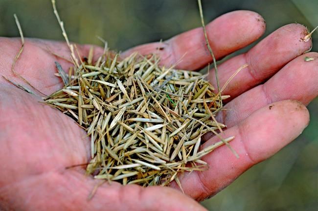 Senate votes to nullify Minnesota wild rice water standard | iNFOnews.ca