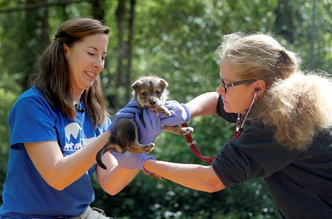 Wolf pup born in Missouri offers hope for endangered breed | iNFOnews.ca