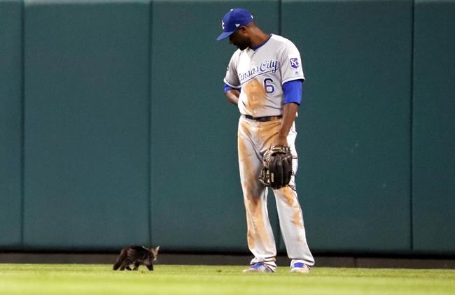St. Louis Cardinals ask for help in finding the rally cat | iNFOnews.ca St. Louis Cardinals ask for help in finding the rally cat | iNFOnews.ca