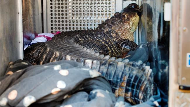 Surprise: Large alligator found in Kansas City hot tub | iNFOnews.ca
