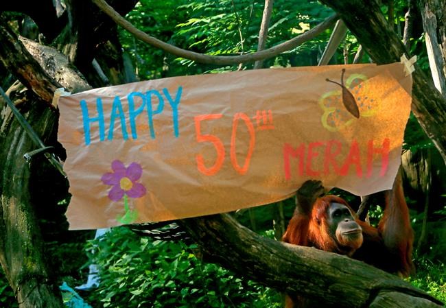 St. Louis Zoo celebrates orangutan's 50th birthday | iNFOnews.ca St. Louis Zoo celebrates orangutan's 50th birthday | iNFOnews.ca
