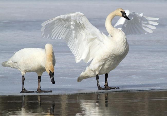 US agency's bid to allow trumpeter swan hunting draws fire | iNFOnews.ca