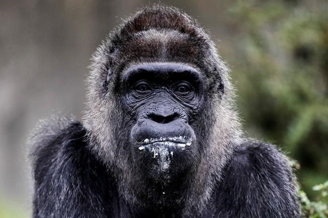 Fatou the gorilla celebrates 61st birthday at Berlin zoo | iNFOnews.ca