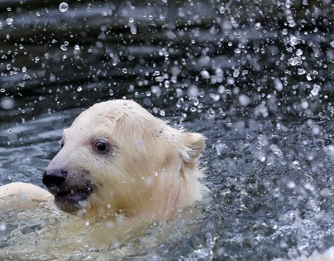 Berlin zoo shows off new polar bear cub | iNFOnews.ca