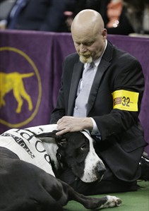 Sky the wire fox terrier wins at America's top dog show | iNFOnews.ca Sky the wire fox terrier wins at America's top dog show | iNFOnews.ca