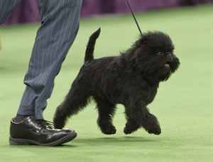 Banana Joe, winner of best in show at Westminster Kennel Club, to make Broadway debut | iNFOnews.ca CP22022487