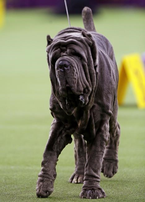 The Latest: King again! Wire fox terrier wins Westminster | iNFOnews.ca