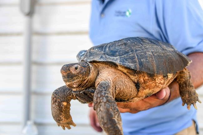 Tortoise movers sue for $500,000, say Florida moved too fast | iNFOnews.ca Tortoise movers sue for $500,000, say Florida moved too fast | iNFOnews.ca