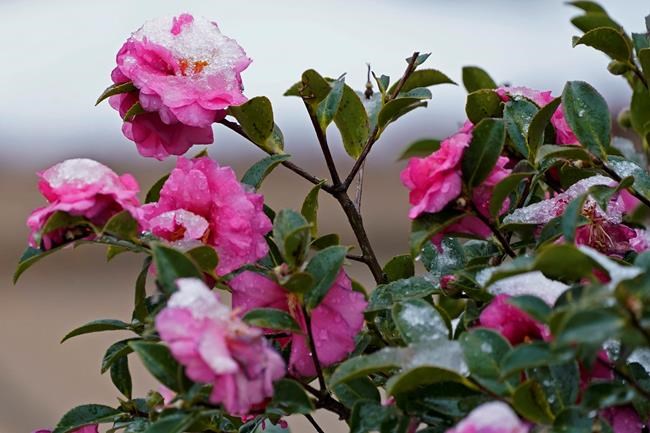 Winter storm coats Southern states with blanket of snow | iNFOnews.ca Winter storm coats Southern states with blanket of snow | iNFOnews.ca
