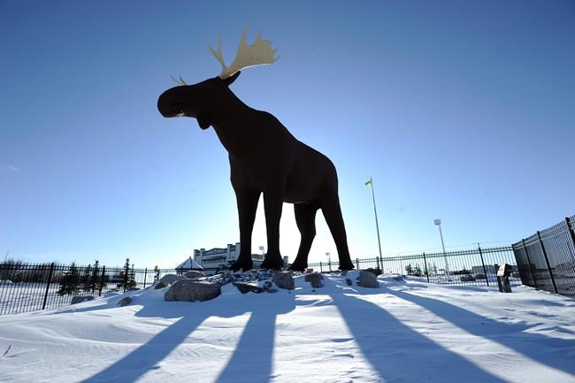 My moose is bigger than your moose: Norwegian politician to visit Saskatchewan | iNFOnews.ca