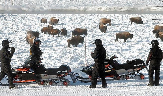 Bison, cars endangered by deep snow in Wyoming's Grand Teton | iNFOnews.ca