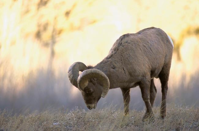 Wyoming seeks advice on protecting Teton bighorn sheep herd | iNFOnews.ca
