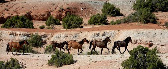 Federal protections sought for mustangs in Montana mountains | iNFOnews.ca