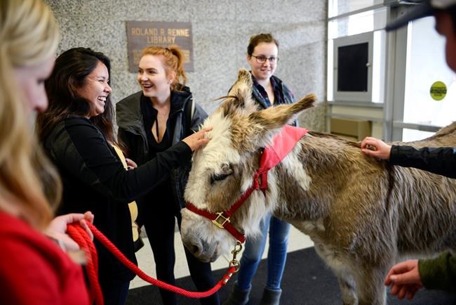 Donkey offers Finals Week stress relief at Montana State | iNFOnews.ca