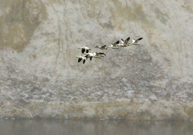 Snow geese deaths from mine pit number in the thousands | iNFOnews.ca