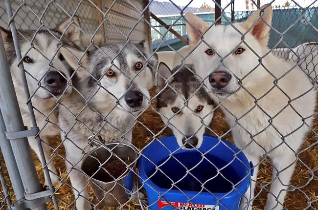 Montana shelter caring for 39 huskies found roaming wild | iNFOnews.ca