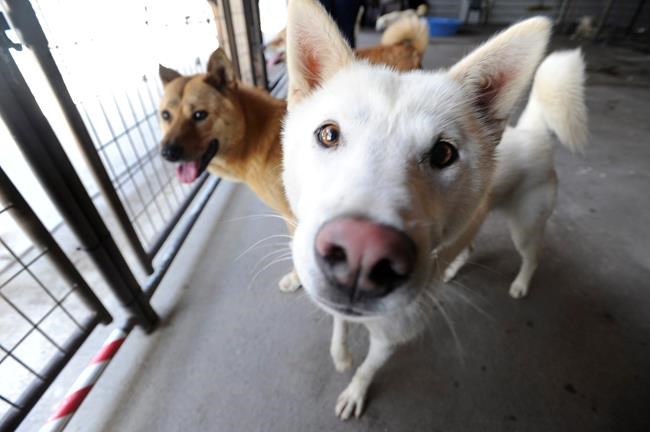 Humane Society takes South Korean dogs being kept for meat | iNFOnews.ca Humane Society takes South Korean dogs being kept for meat | iNFOnews.ca