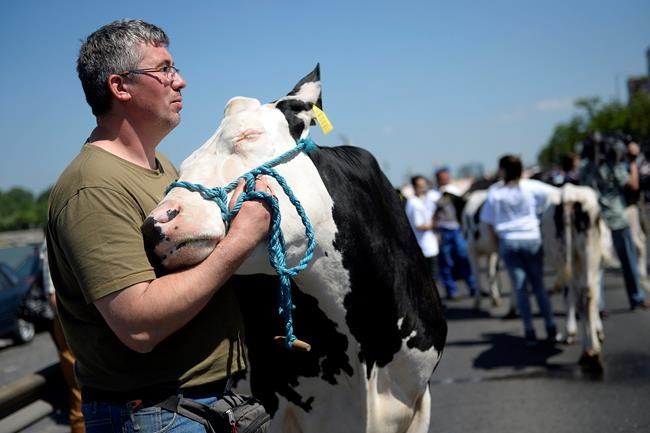 Hungarian farmers march with cows to protest low milk prices | iNFOnews.ca
