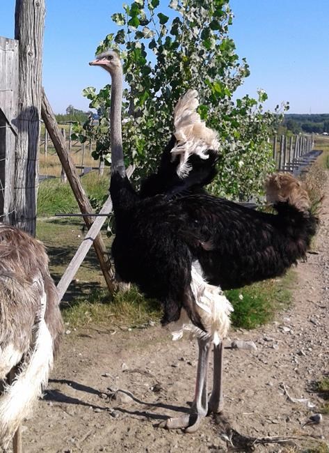 Police in Quebec town ask for public help in locating person who killed ostrich | iNFOnews.ca